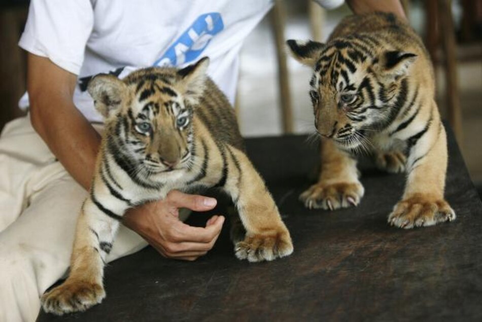 Cachorros de tigre culminan adaptación inicial a su nuevo hábitat en China