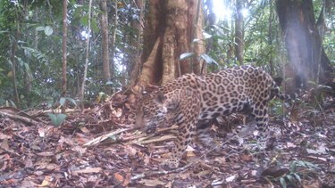 Objetos de conservación en el Parque Nacional Darién