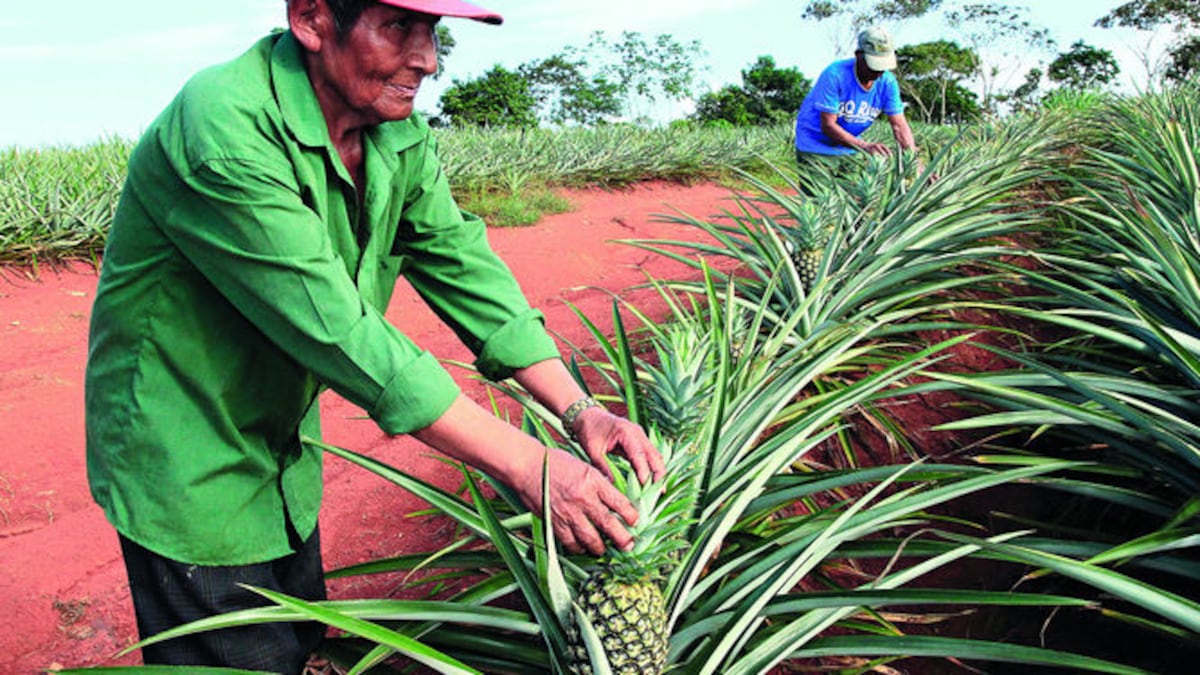 La gran mayoría de los principales bienes panameños de exportación cerraron la actividad de 2016 con cifras negativas, como el banano, melón, piña, camarón o el pescado fresco, re