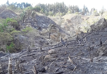 Un poco más de siete hectáreas de pino caribe y rastrojos se incendiaron en Reserva Forestal El Montuoso