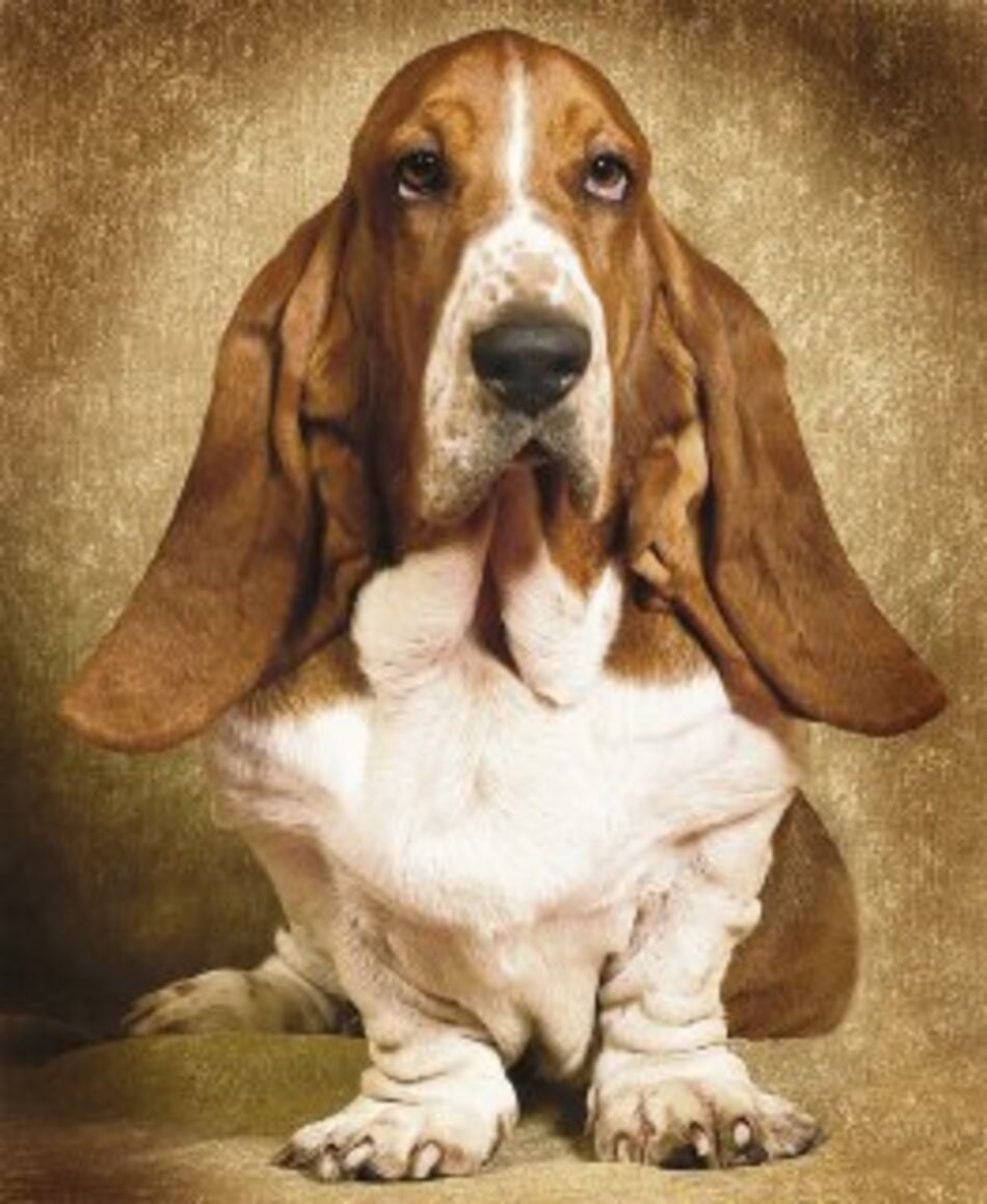 Un ‘pequeño sabueso’