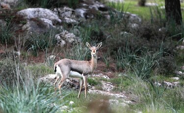 En Israel buscan salvar las gacelas de la extinción