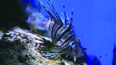 Maravillas del trópico