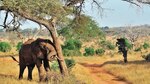Nueva ‘extinción masiva’