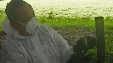 Autoridades reportan un incremento en la captura de las ratas arroceras