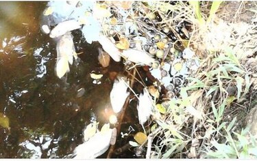 Sin definir causas de posible contaminación en potabilizadora de Bocas del Toro