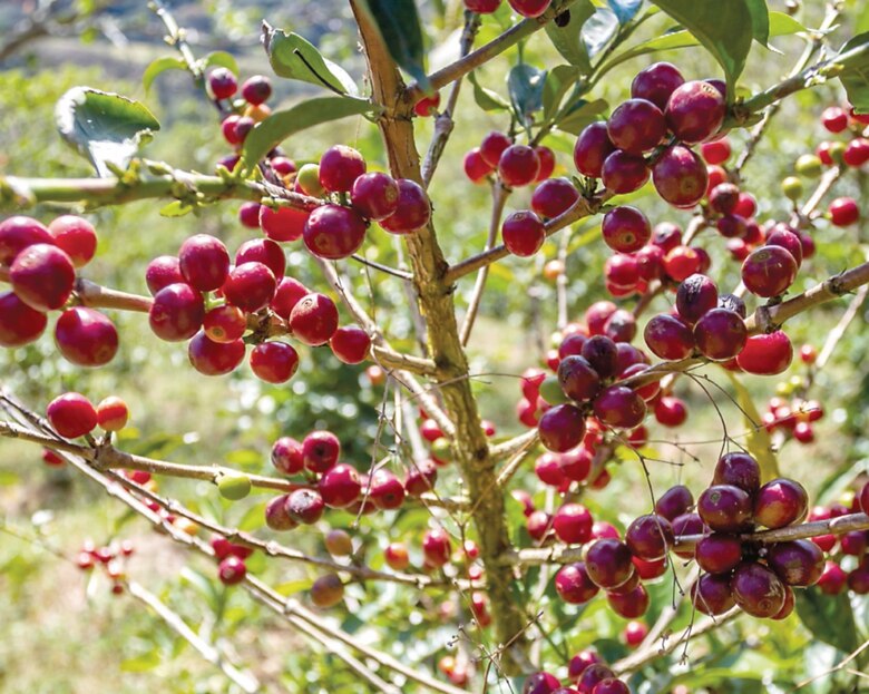 Los reyes del café Geisha están de vuelta
