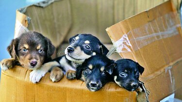 Entre dos y tres adopciones diarias
