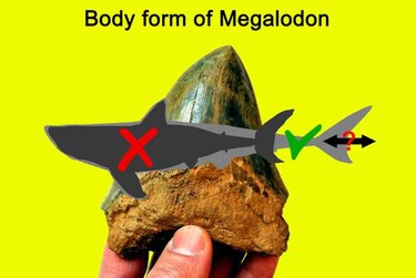El Megalodón no fue ni tan grande ni tan monstruoso como lo pintan en las películas