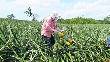 Analizan agroquímicos en producción de piña