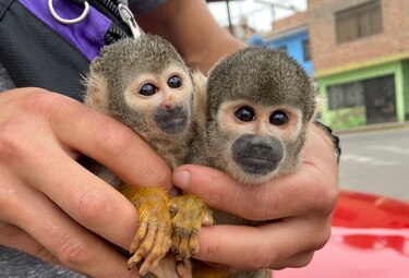 Investigan a un proyecto científico colombiano por experimentos con 127 monos ardilla