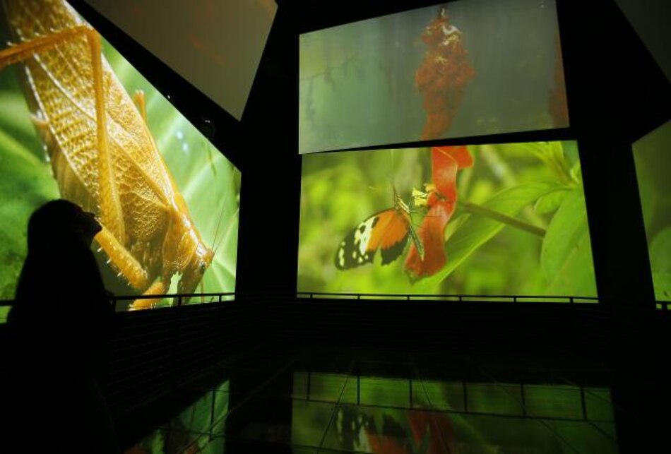 Museo de la Biodiversidad de Panamá abre sus puertas los fines de semana