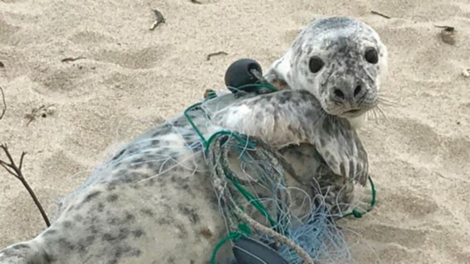 Las redes fantasma de los océanos