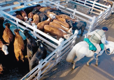 Gobierno argentino quiere reducir consumo de carne