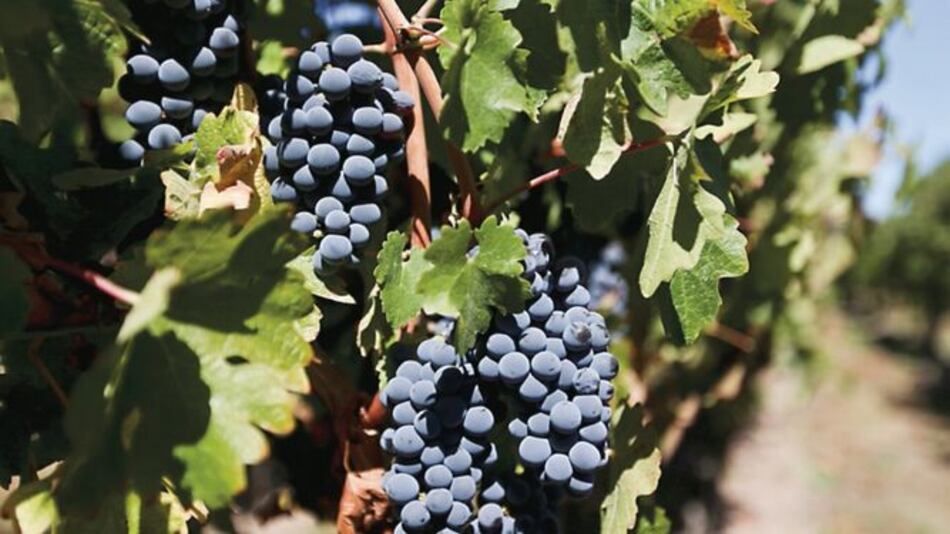 Escuadrones de drones salen al rescate de los viñedos del mundo