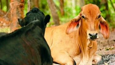 Detectan brote de estomatitis en Chiriquí