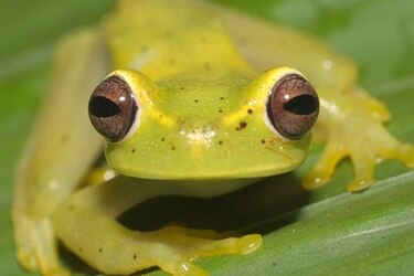 Un libro para proteger a los anfibios del Parque Nacional Darién