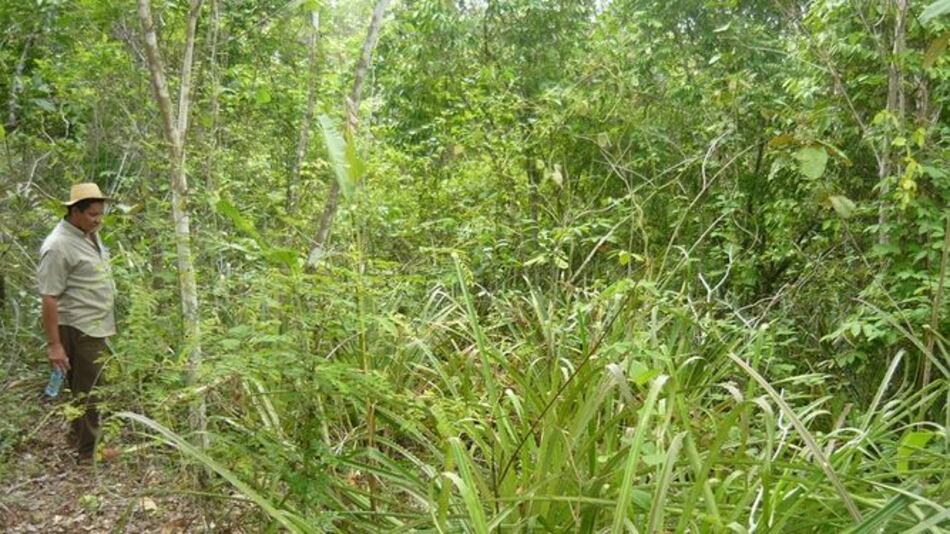 Moradores de Macaracas piden reconocer reserva de Buena Vista como área protegida