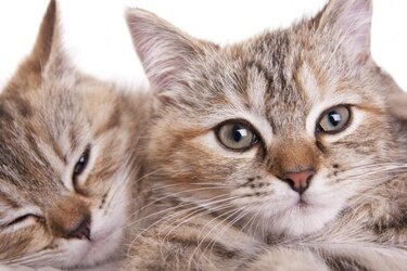 Día del Gato: Tres aniversarios y siete (¿o nueve?) vidas