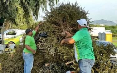 Recolectan arbolitos navideños en la vía Centenario