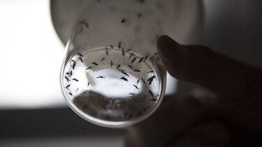 Mujer argentina con zika tras un posible contagio sexual