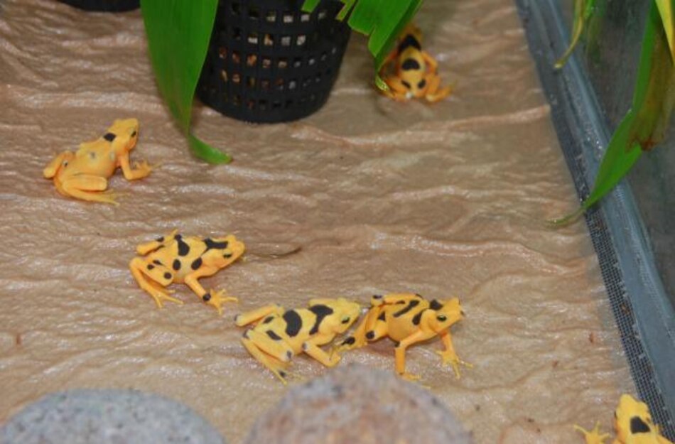 En diciembre se espera el nacimiento de ranas doradas en cautiverio