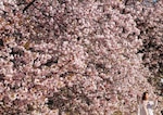 Espectáculo de los cerezos