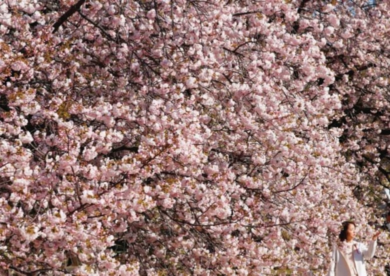 Espectáculo de los cerezos