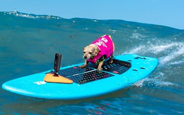 Perros surfistas dominan las olas por una causa benéfica