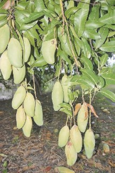 Mejoran variedades de mango en Coclé