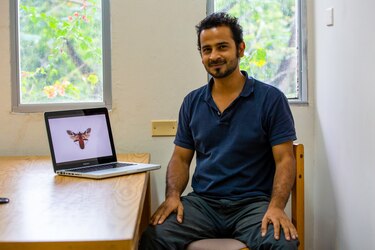 El misterio de las banderas brillantes de los insectos toreros