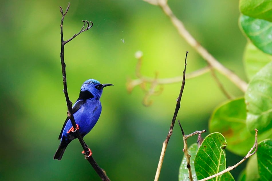 Panamá se consolida como destino para la observación de aves en el Global Big Day