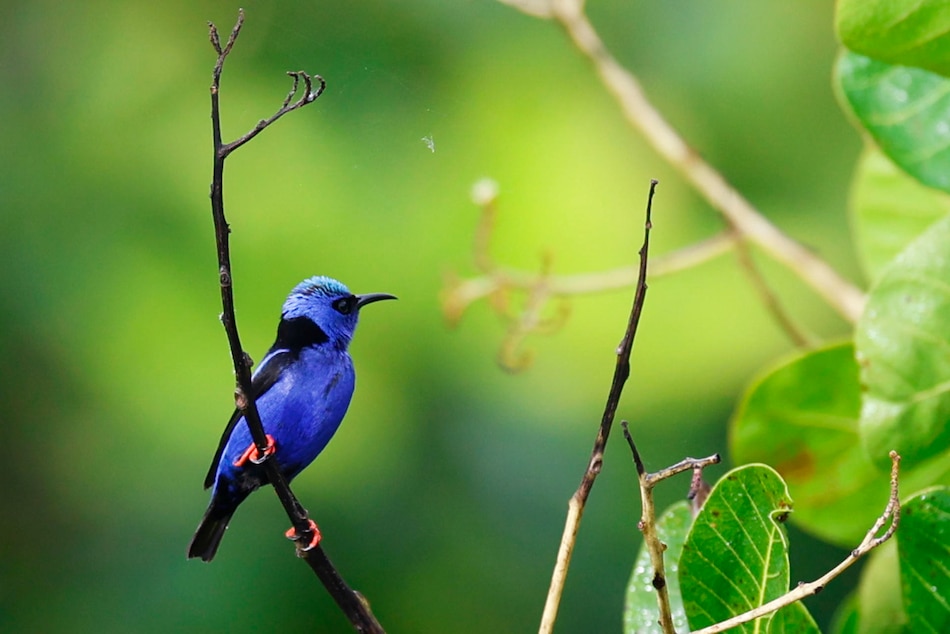 Panamá se consolida como destino para la observación de aves en el Global Big Day