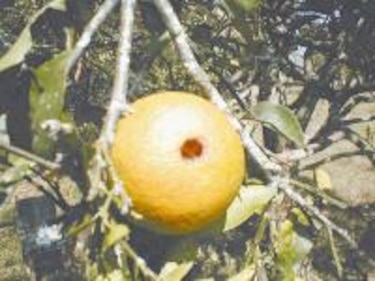 Insectos vectores de microorganismos fitopatógenos en el sector agropecuario