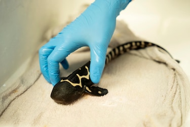 Un zoológico de Países Bajos logra criar con éxito un tiburón cebra