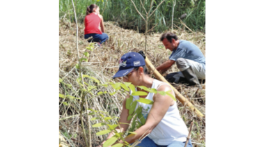 Campaña de reforestación busca 100 mil voluntarios