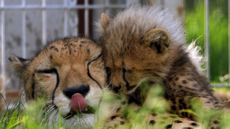 Cinco bebés guepardo retozan en el zoo de Praga