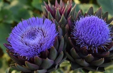 Lavanda, hibisco, bugambilia y otras flores comestibles que puedes encontrar en tu jardín (y que tienen propiedades nutritivas)