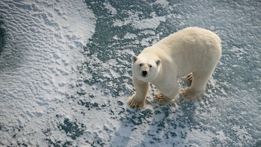 Por qué algunos osos polares están ‘más gordos y sanos’ a pesar del derretimiento del hielo marino