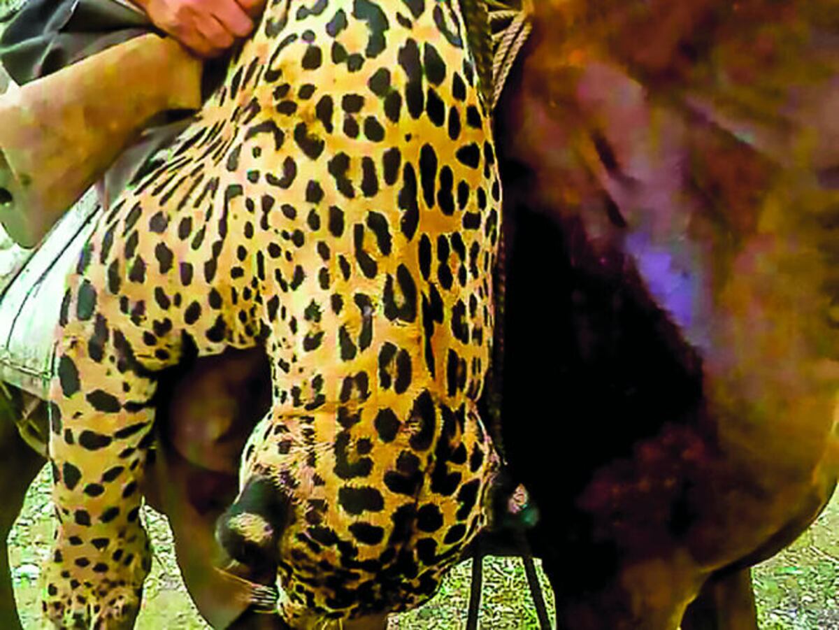 Imagen anónima de un jaguar matado en Darién. CORTESÍA