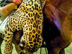 Felinos, educación y conservación