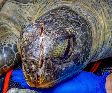 Lucha por vivir: tortuga verde de 30 años es rescatada herida en Taboga