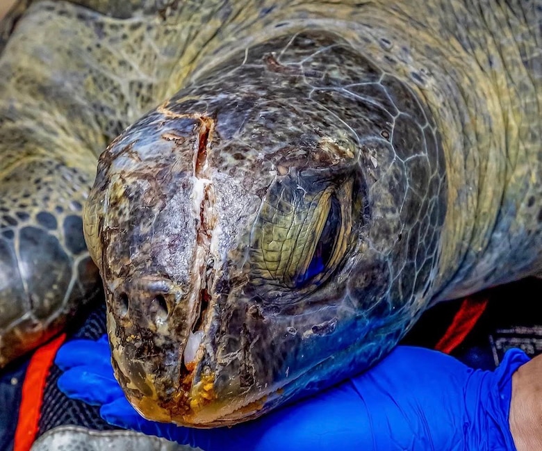 Lucha por vivir: tortuga verde de 30 años es rescatada herida en Taboga