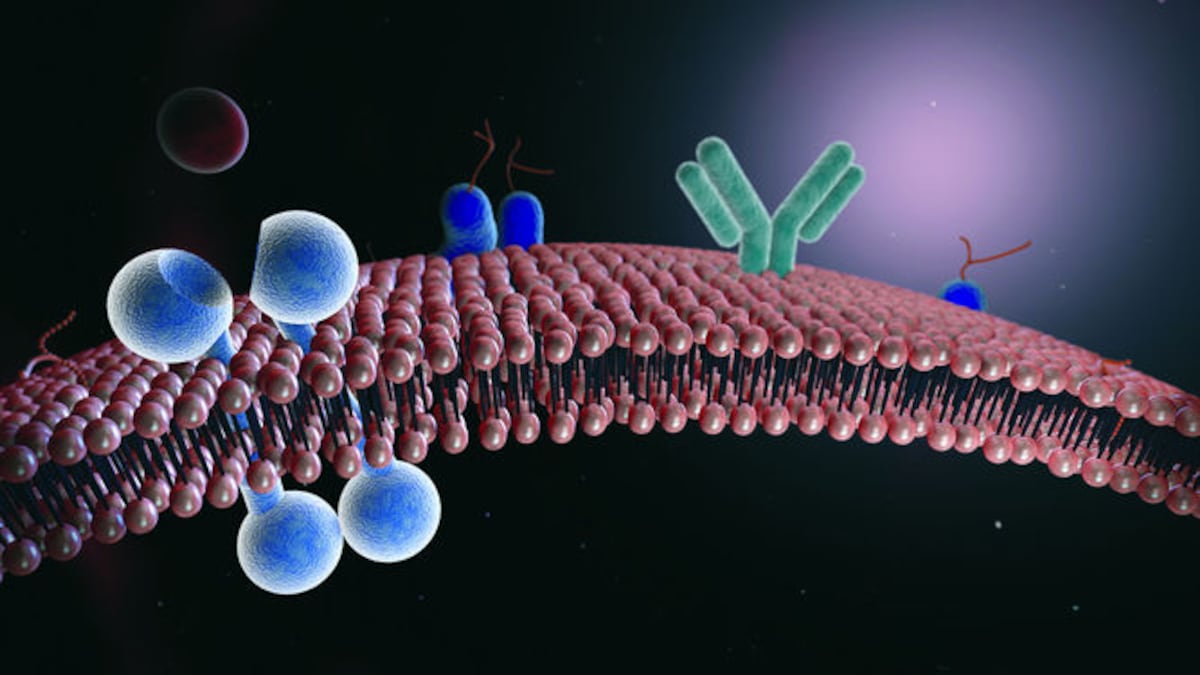 Membrana celular con anticuerpos. Técnicas como la microscopía y la cristalografía, junto a la bioinformática, han permitido estudiar en detalle los misterios de las células.