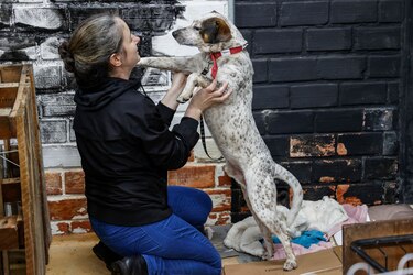 Las mascotas rescatadas de las inundaciones en Brasil aguardan un nuevo hogar