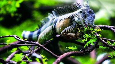 Maravillas del trópico