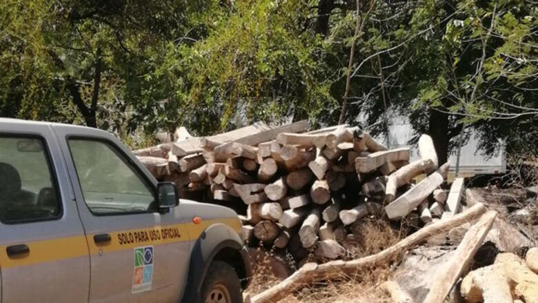 Se pierde madera decomisada en la provincia de Los Santos