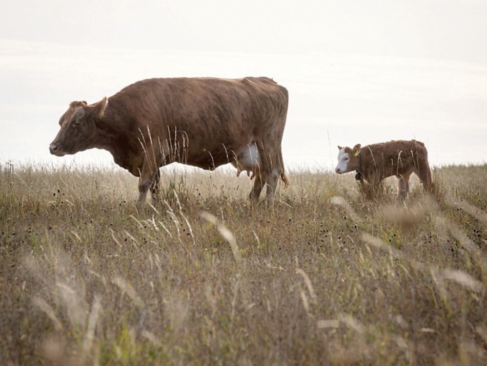 Eructos de vaca, la Tierra y el calentamiento