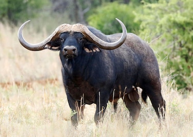 Empresarios pagan $11.1 millones por un búfalo; buscan multiplicarlo para luego cazar a crías