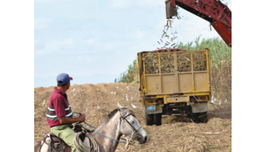 Firma británica venderá ron cubano
